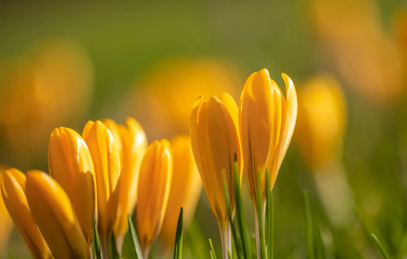 Photo wallpaper light, flowers, spring, crocuses, buds, clearing, blur, green background