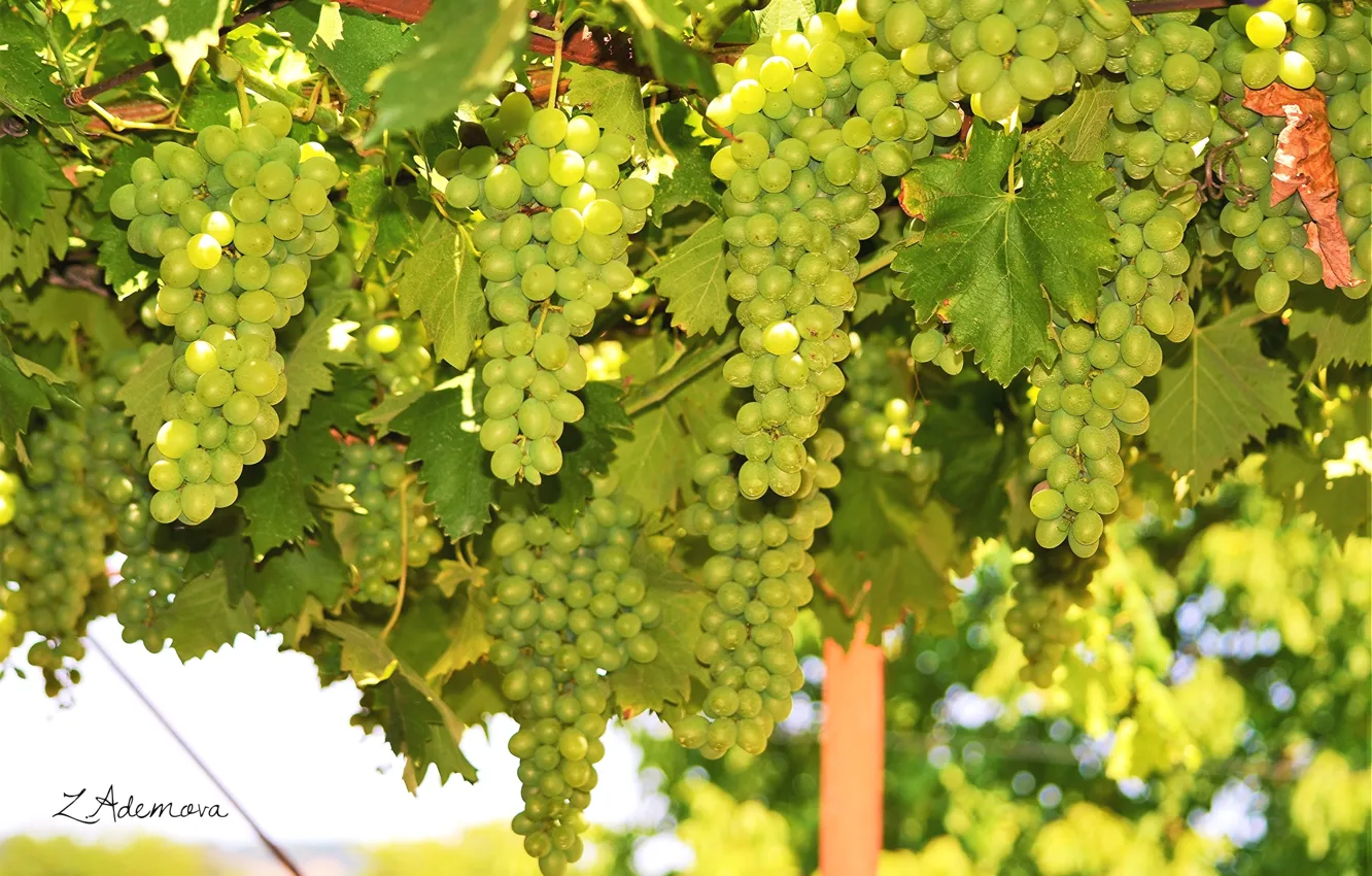 Photo wallpaper berries, grapes, bunches, vine