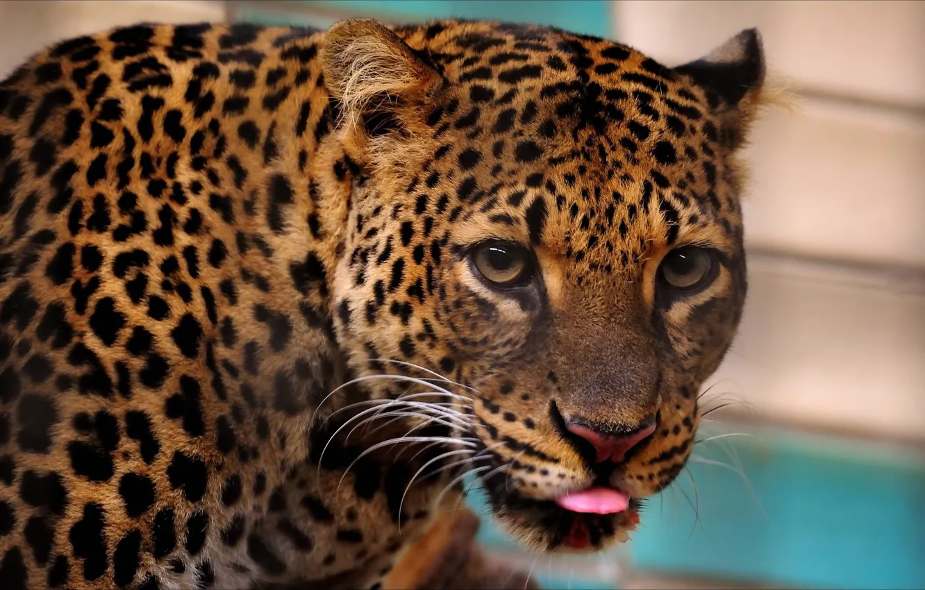 Photo wallpaper look, leopard, big cat