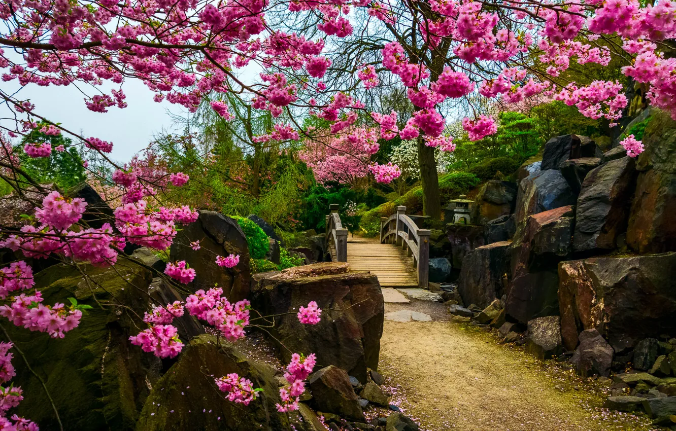 Photo wallpaper flowers, stones, tree, Sakura, the bridge, Japanese garden