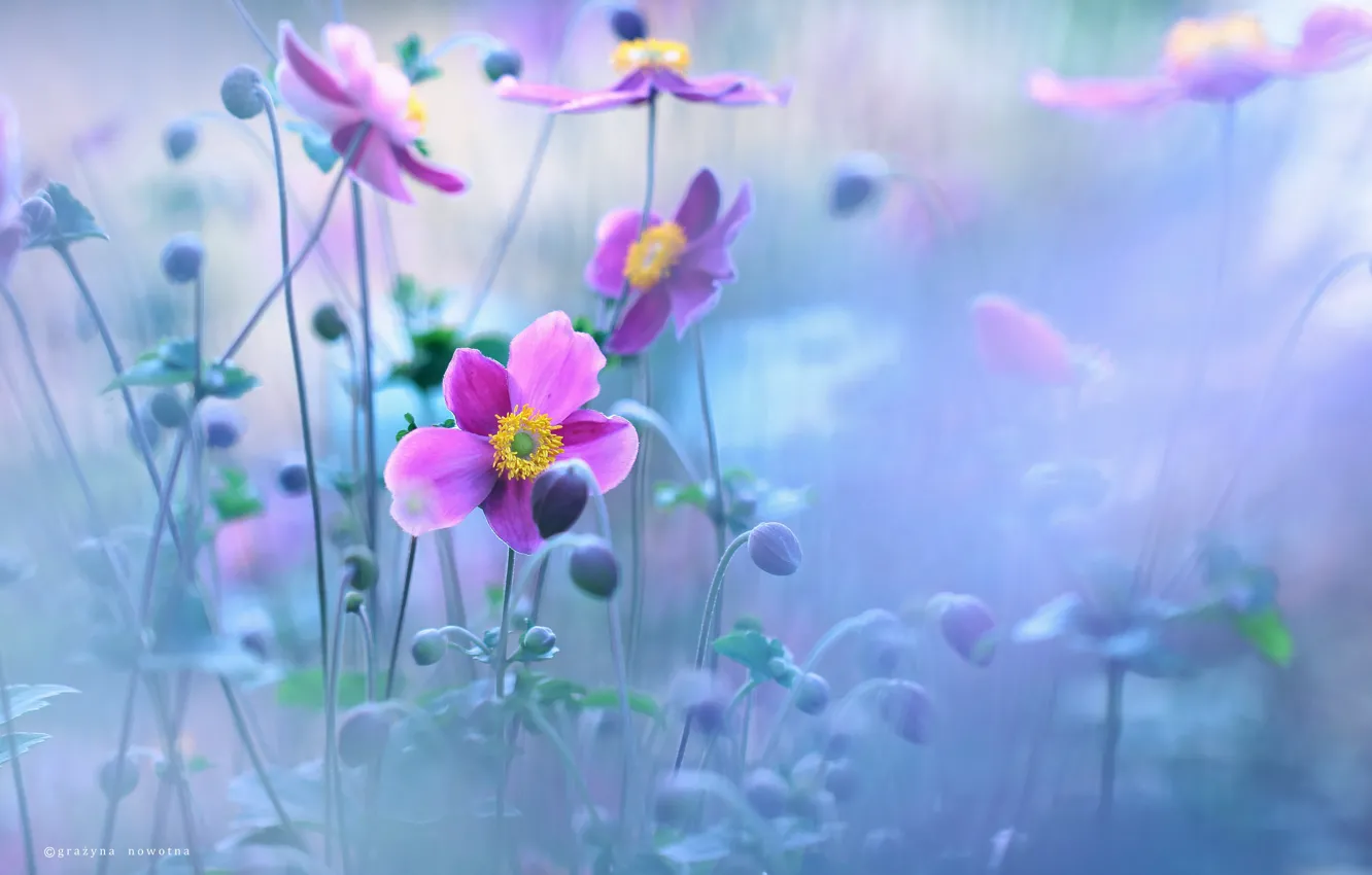Photo wallpaper Flowers, Purple, Japanese Anemones