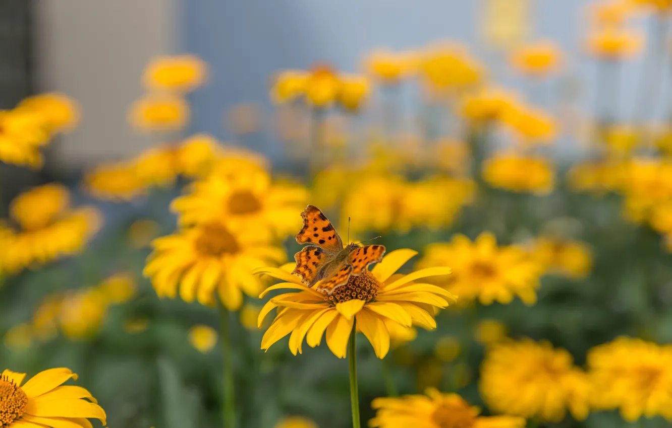 Photo wallpaper summer, macro, flowers, yellow, nature, butterfly, garden, insect