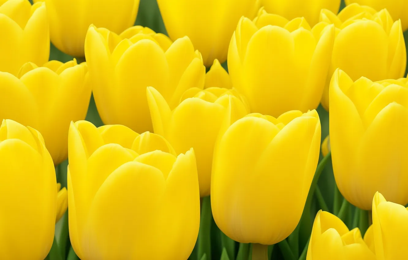 Photo wallpaper flowers, yellow, background, Wallpaper, tulips, wallpaper, flower, yellow