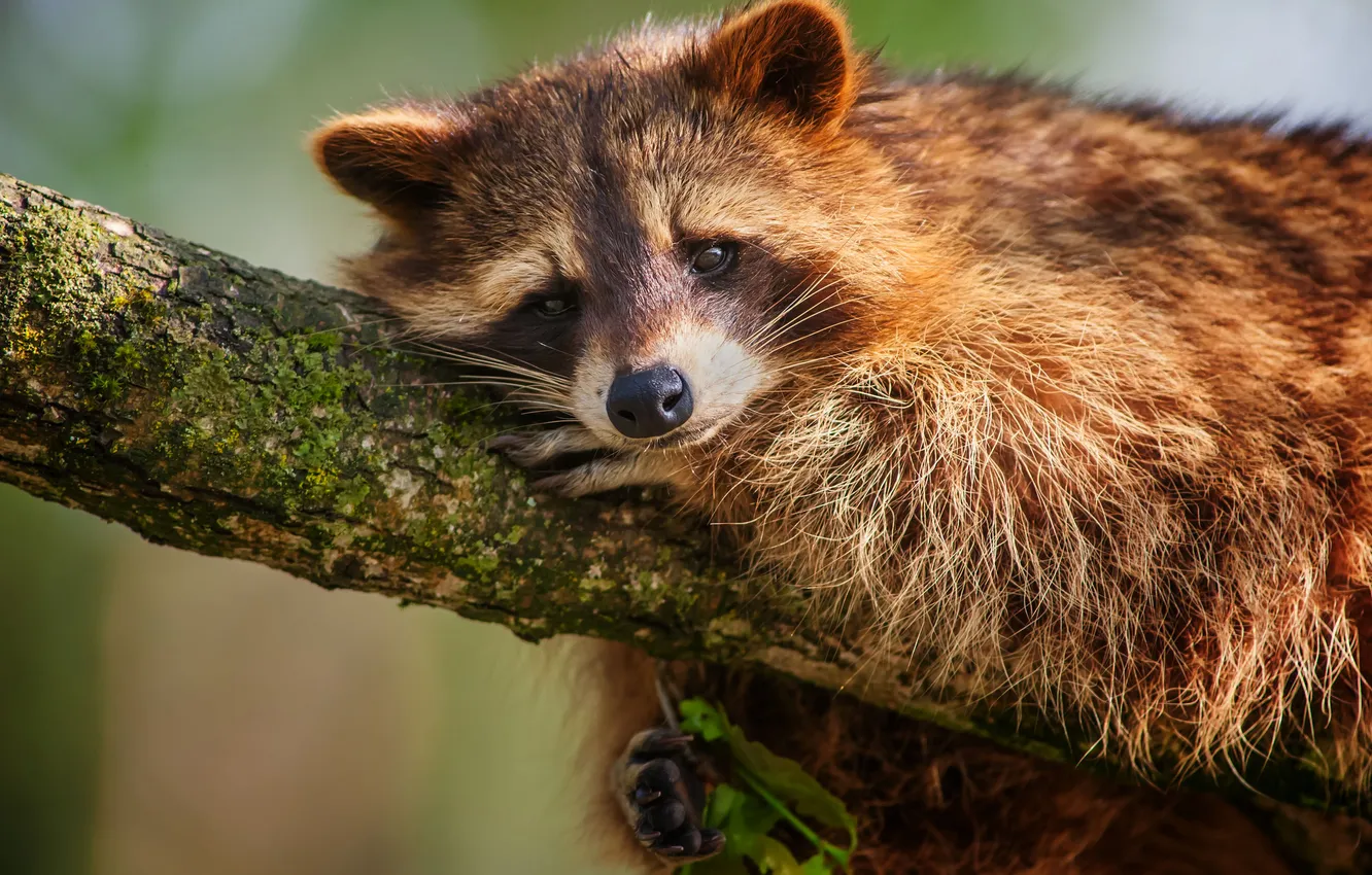 Photo wallpaper look, raccoon, bitches