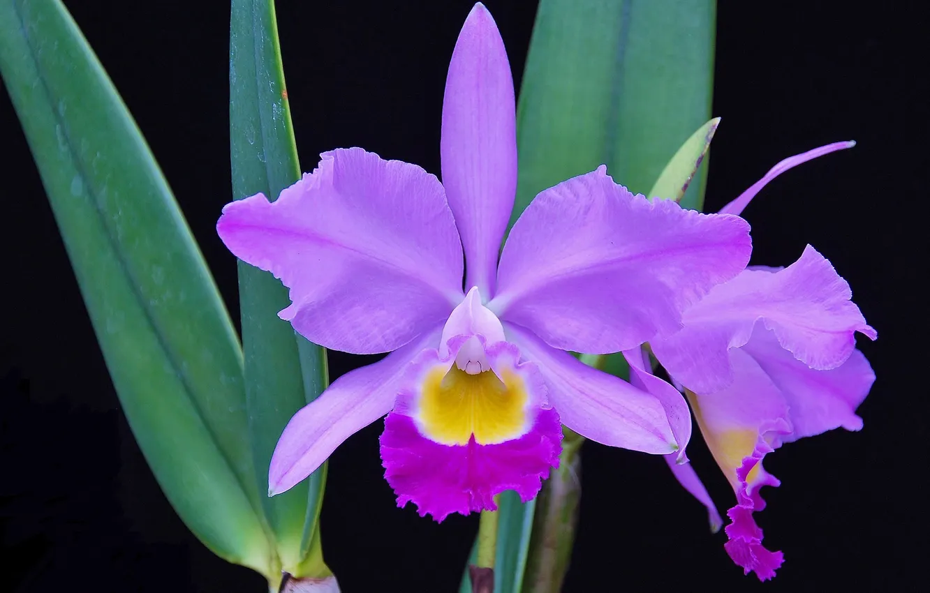 Photo wallpaper leaves, macro, nature, petals, exotic