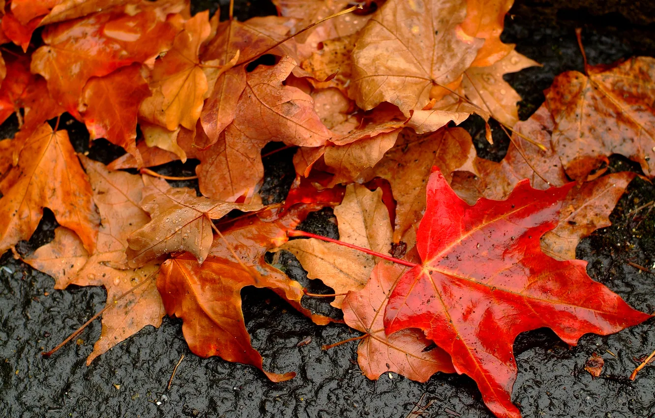 Photo wallpaper autumn, macro, earth, foliage, wet