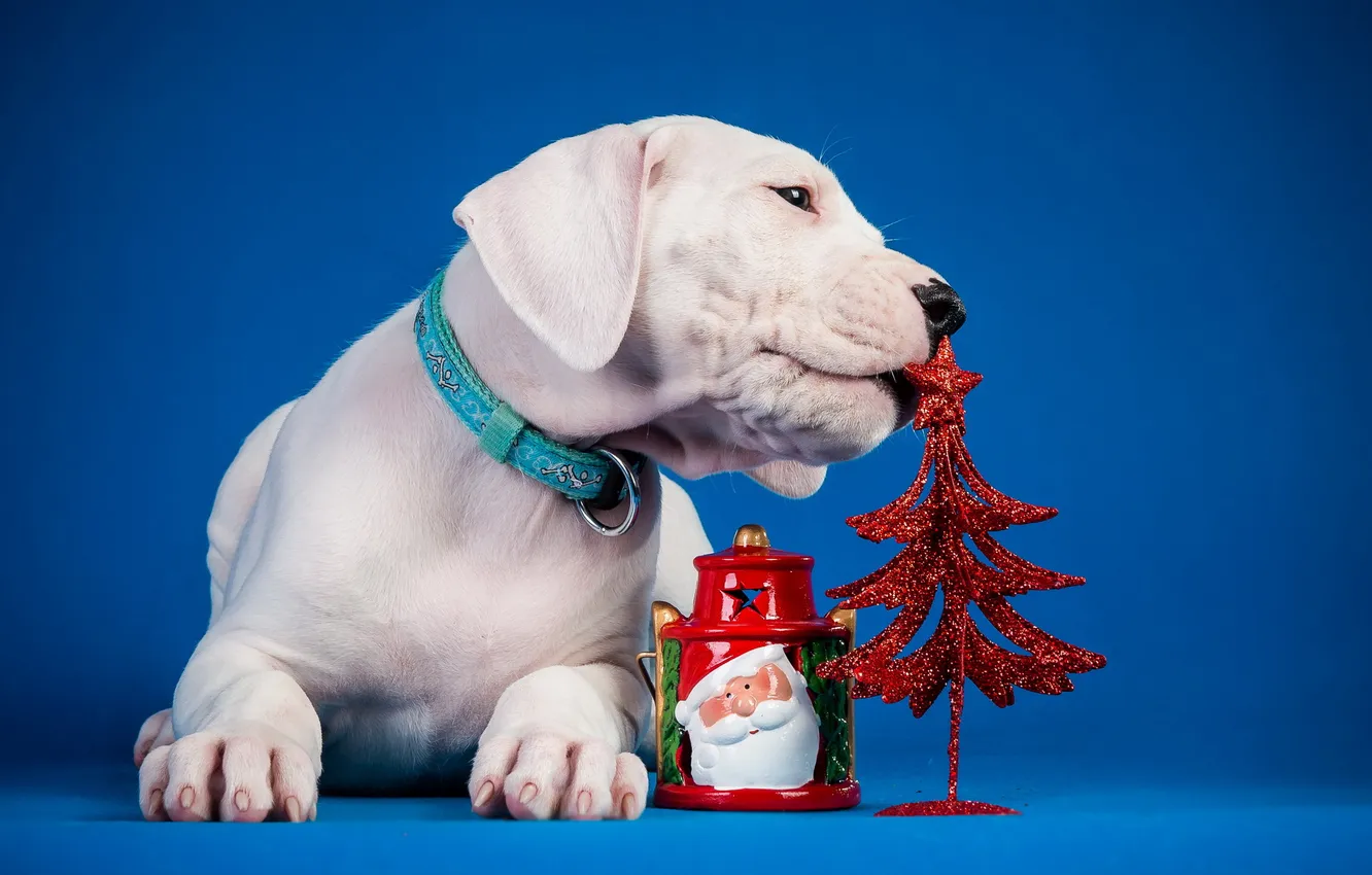 Photo wallpaper background, dog, puppy