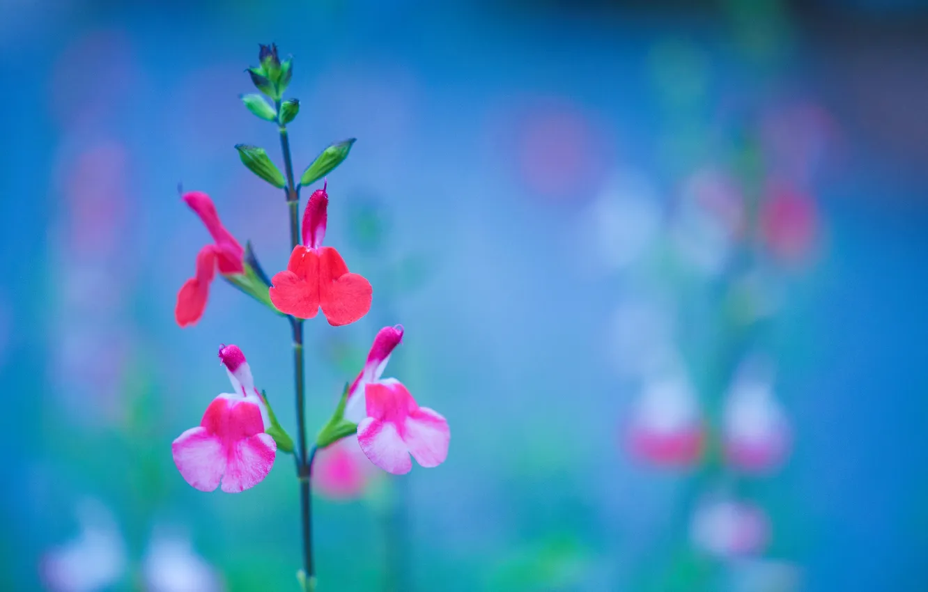 Photo wallpaper nature, paint, plant, stem, inflorescence