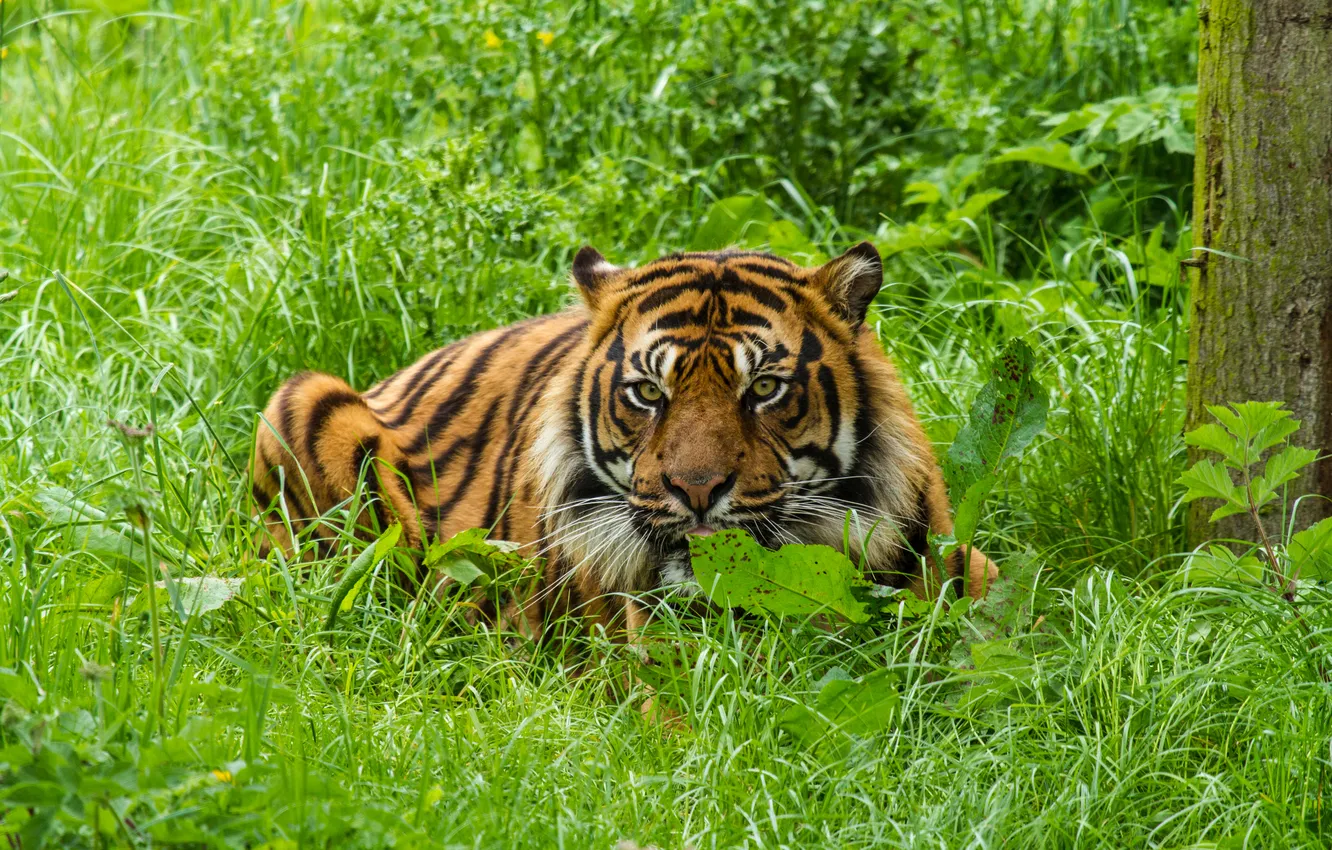 Photo wallpaper cat, grass, look, tiger, Sumatran