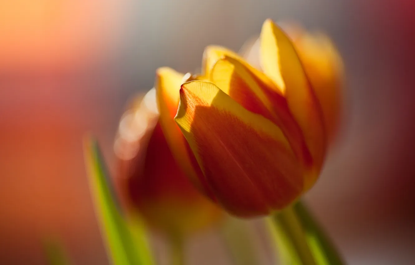 Photo wallpaper macro, flowers, orange, bright, color, spring, blur, tulips