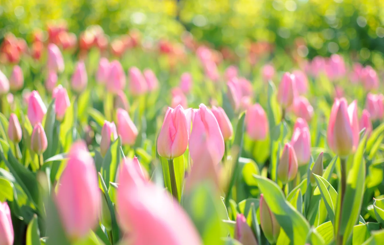 Photo wallpaper light, flowers, glare, spring, tulips, pink field