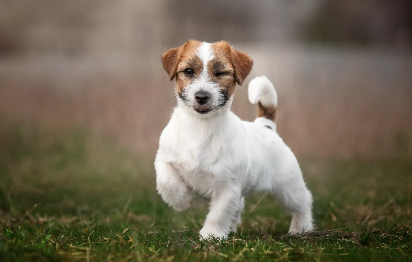 Photo wallpaper summer, puppy, dog, Happy, pet, Jack, portrait, outdoor