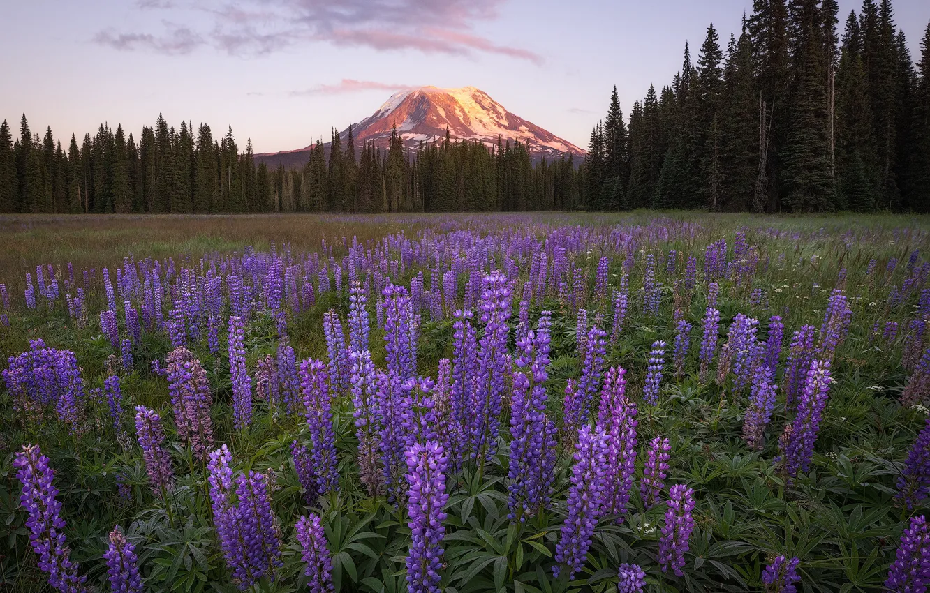 Photo wallpaper forest, flowers, mountains, lupins