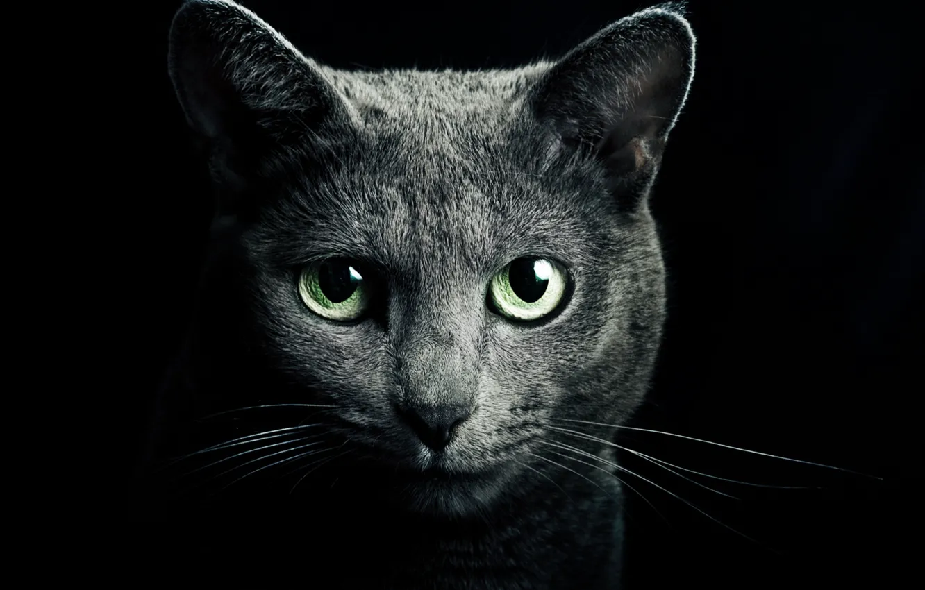 Photo wallpaper green eyes, look, darkness, fur