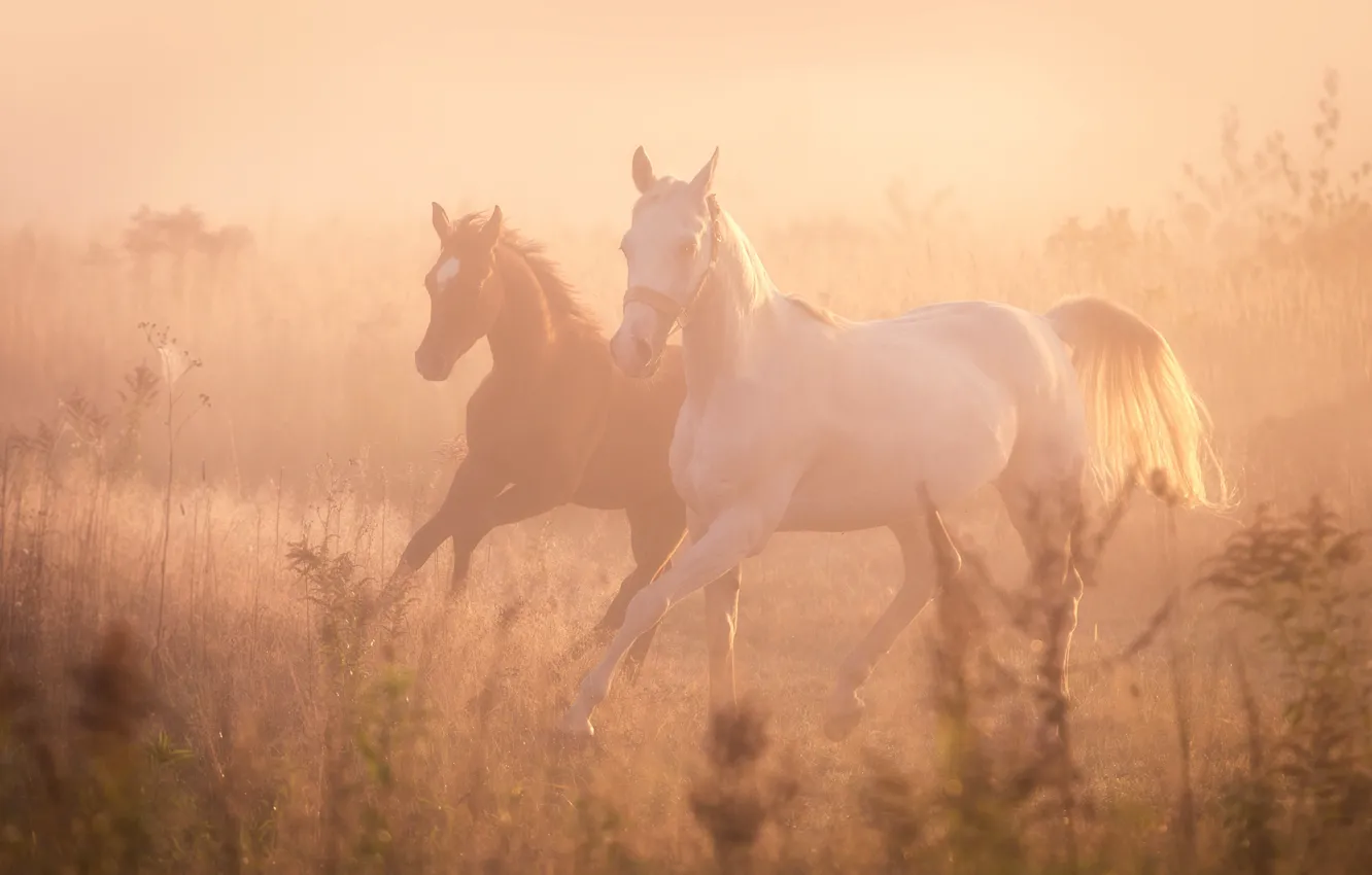 Photo wallpaper fog, horse, horse