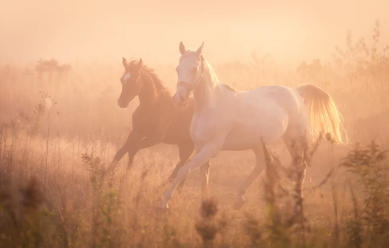 Photo wallpaper fog, horses, horse