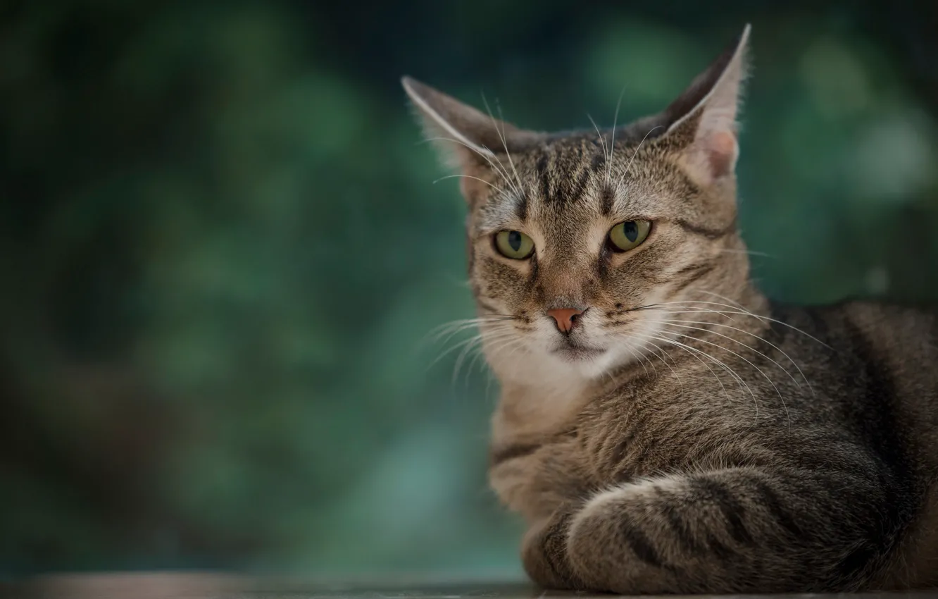 Photo wallpaper cat, look, background, portrait