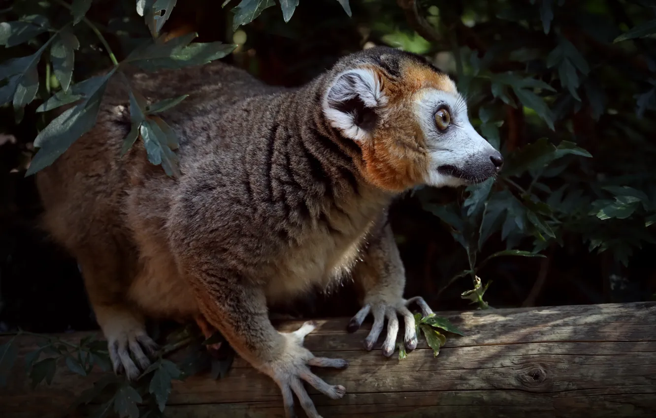 Photo wallpaper look, foliage, paws, profile, lemur, log, face