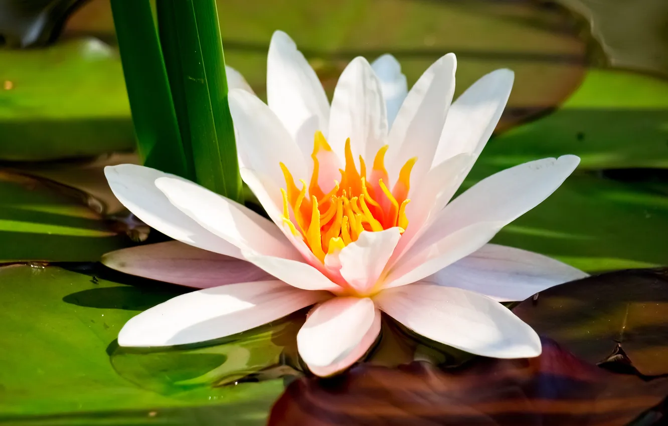 Photo wallpaper light, nature, lotus, plant, petal, lily, natural