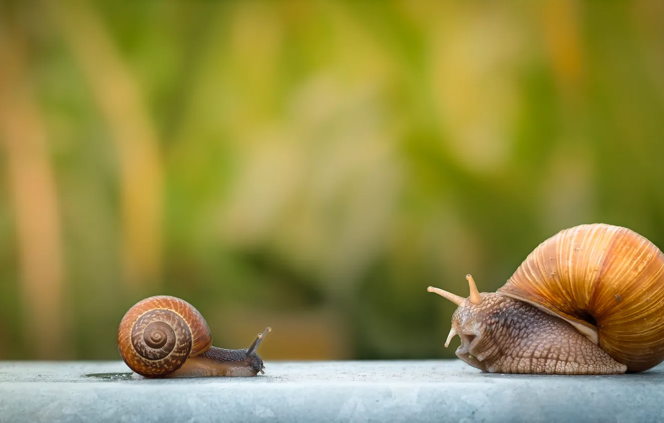 Photo wallpaper macro, background, snail, a couple