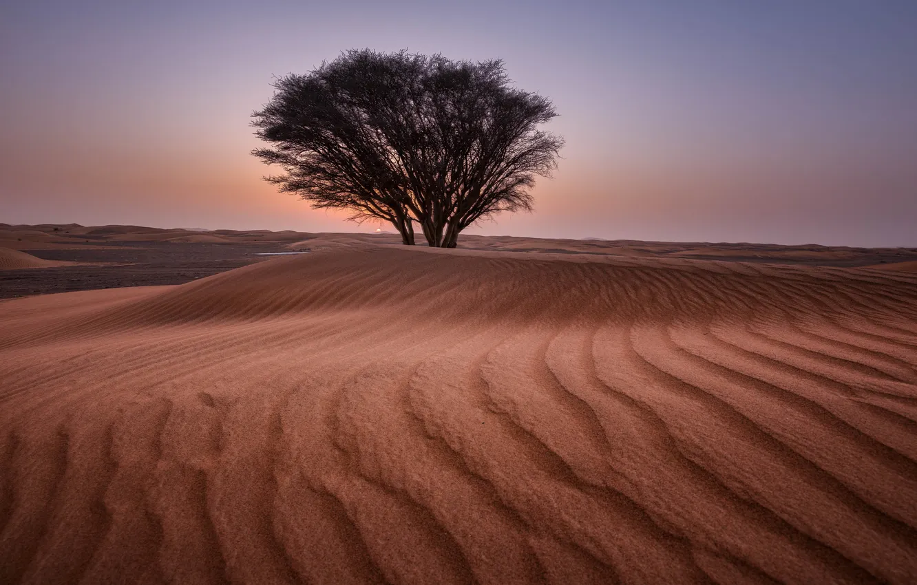 Photo wallpaper sand, the sky, trees, landscape, sunset, nature, the dunes, desert