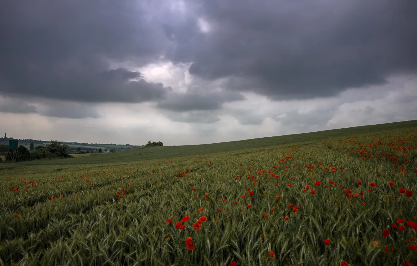 Photo wallpaper field, summer, flowers, clouds, hills, rye, Maki, dal