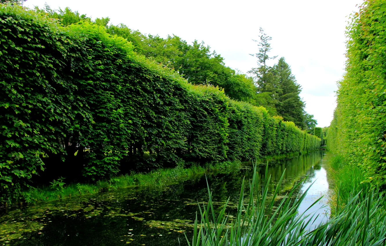Photo wallpaper water, park, plant, pond