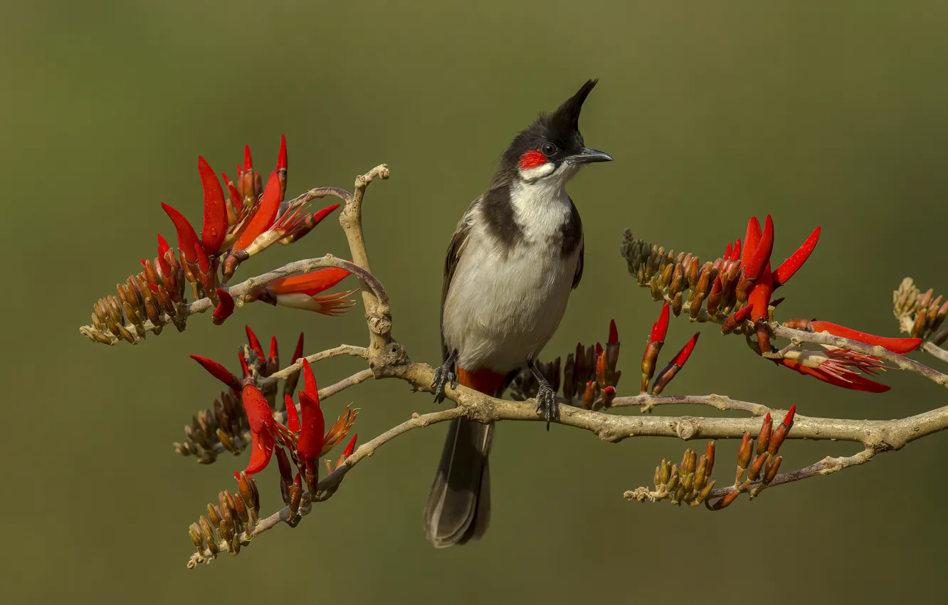 Photo wallpaper look, flowers, branches, red, background, bird, crest, Bulbul