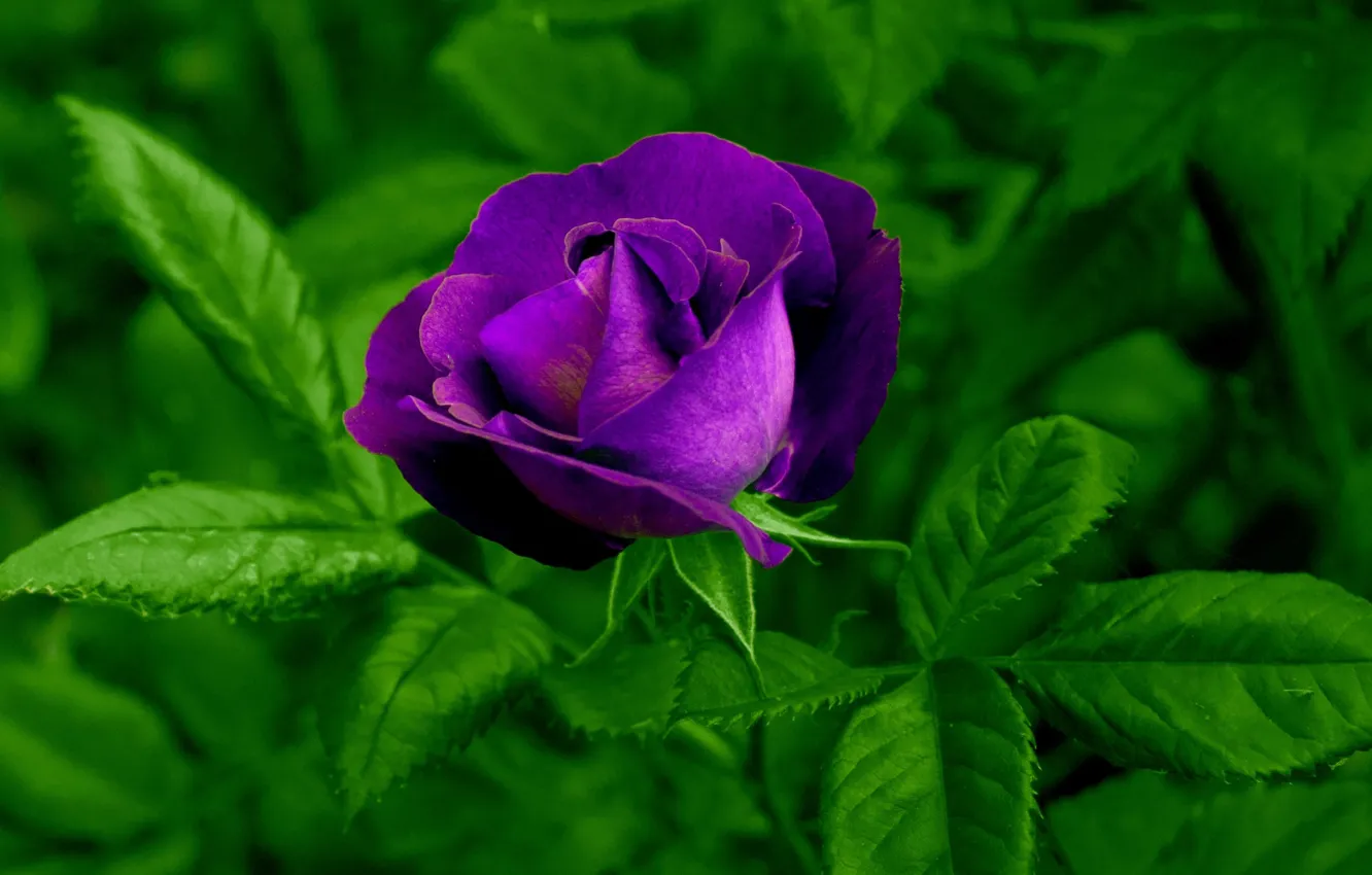 Photo wallpaper leaves, roses, petals, garden