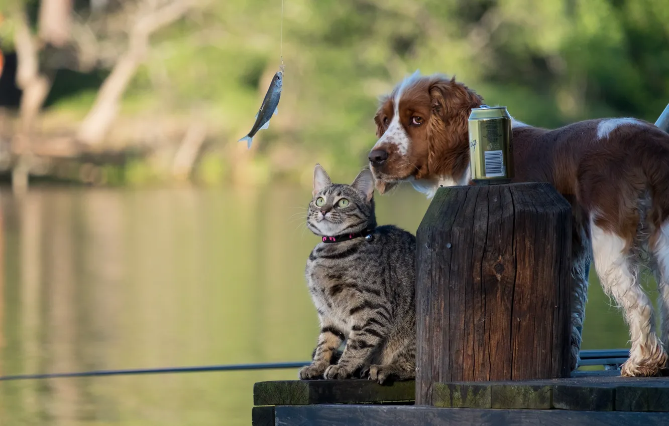 Photo wallpaper cat, fish, dog