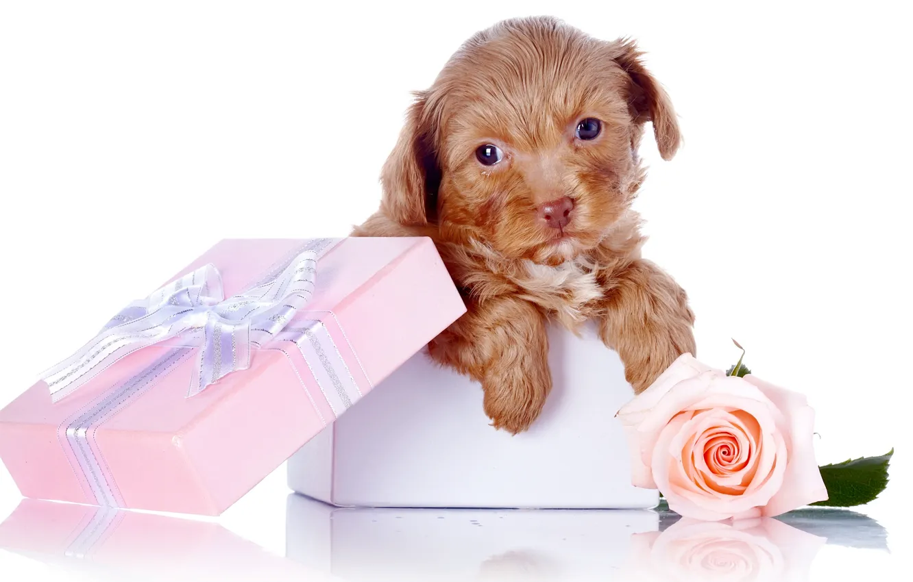 Photo wallpaper face, roses, dog