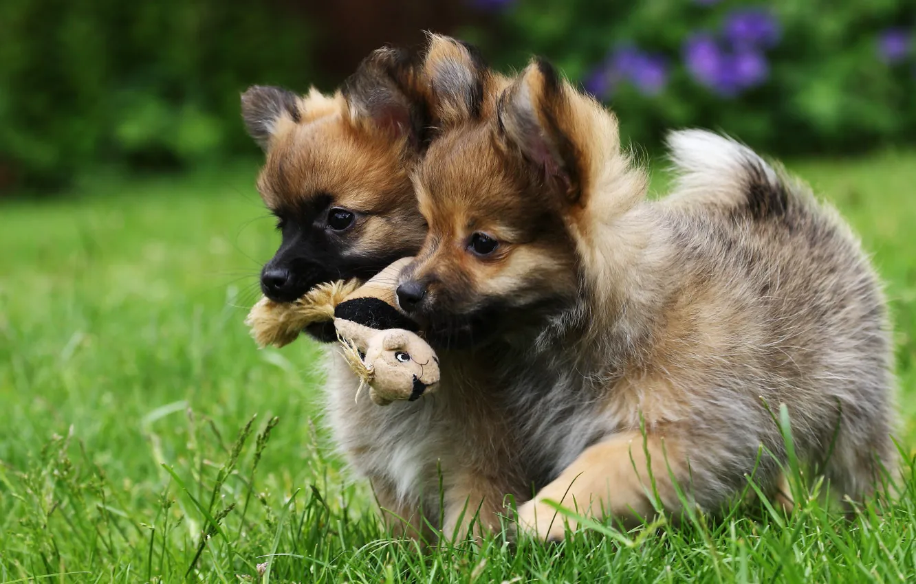 Photo wallpaper toy, dog, baby, puppy, twins, fun