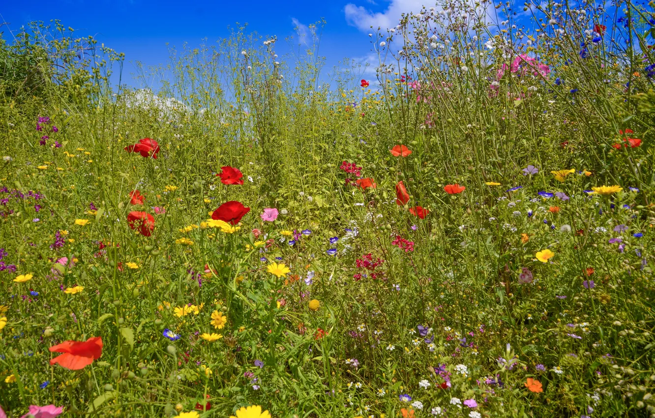 Photo wallpaper field, summer, flowers, Maki, meadow, field, different, wildflowers