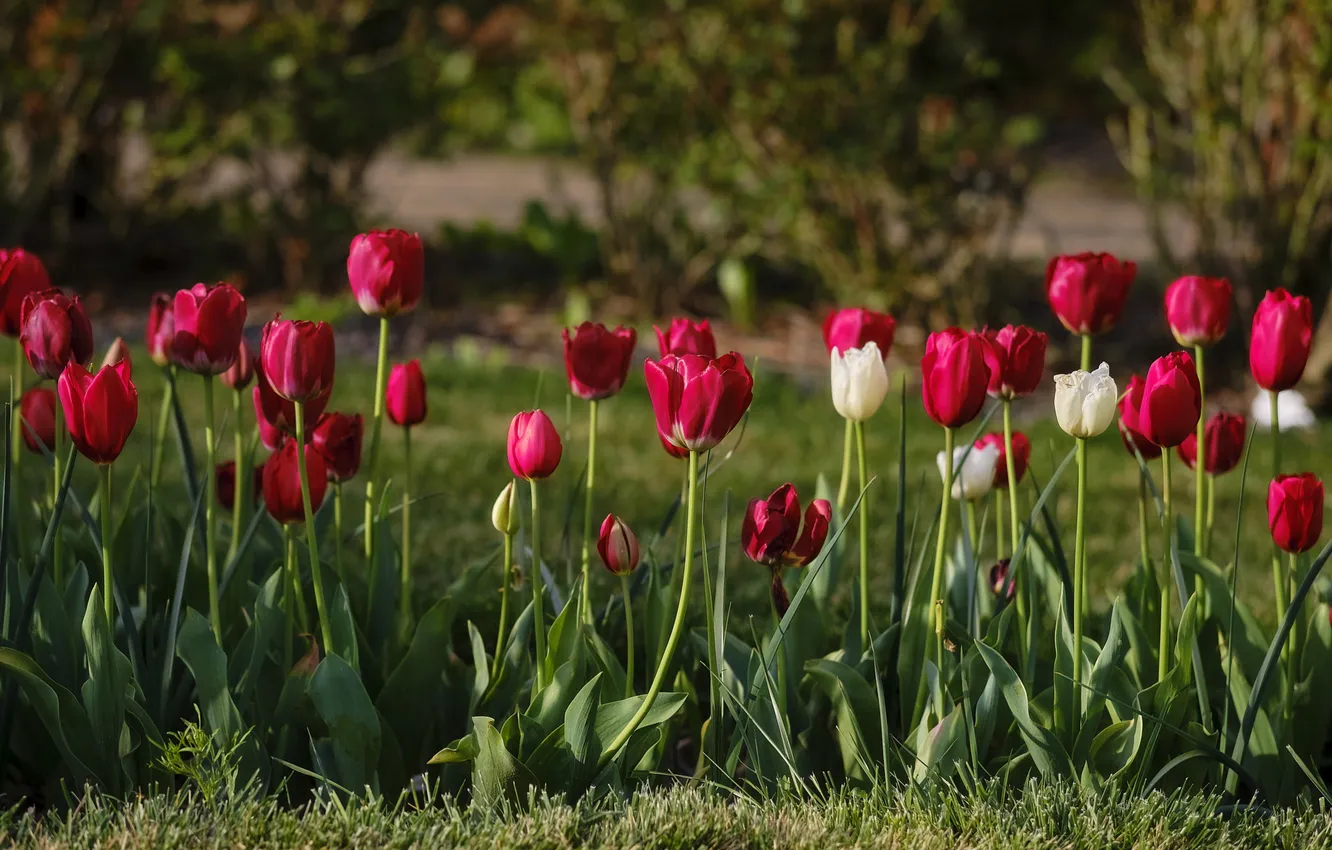 Photo wallpaper flowers, red, spring, tulips, white, flowerbed