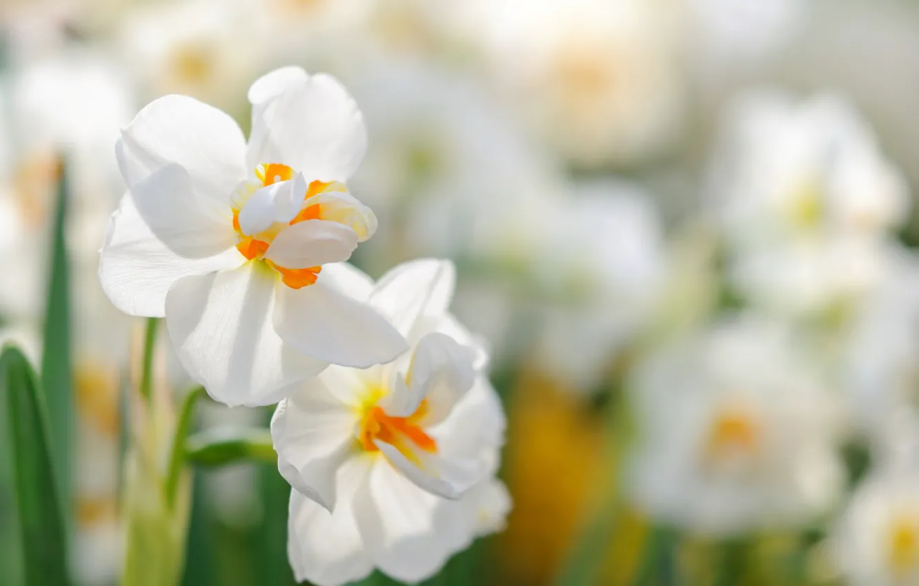 Photo wallpaper nature, spring, flowering, daffodils