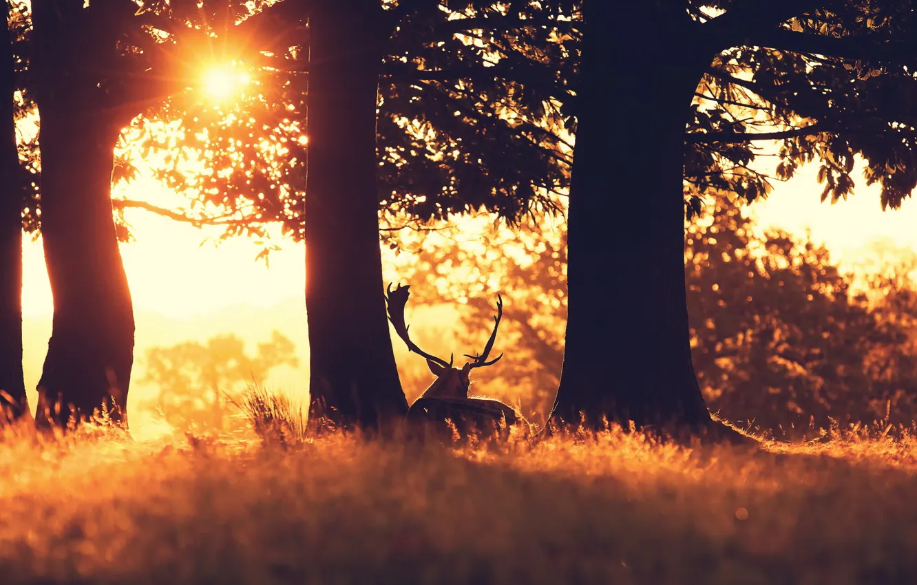 Photo wallpaper forest, sunset, nature, deer