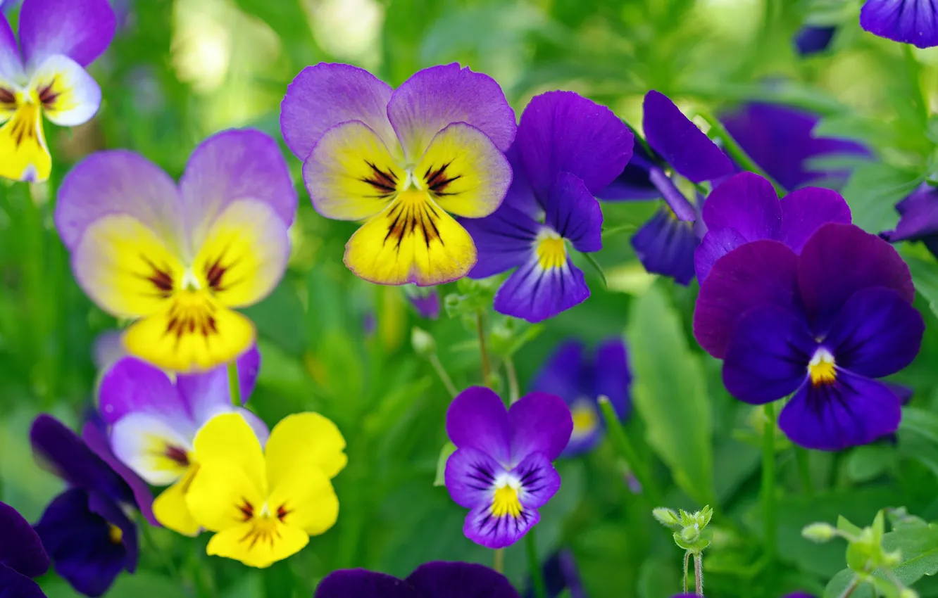 Photo wallpaper flowers, nature, Pansy, flowering