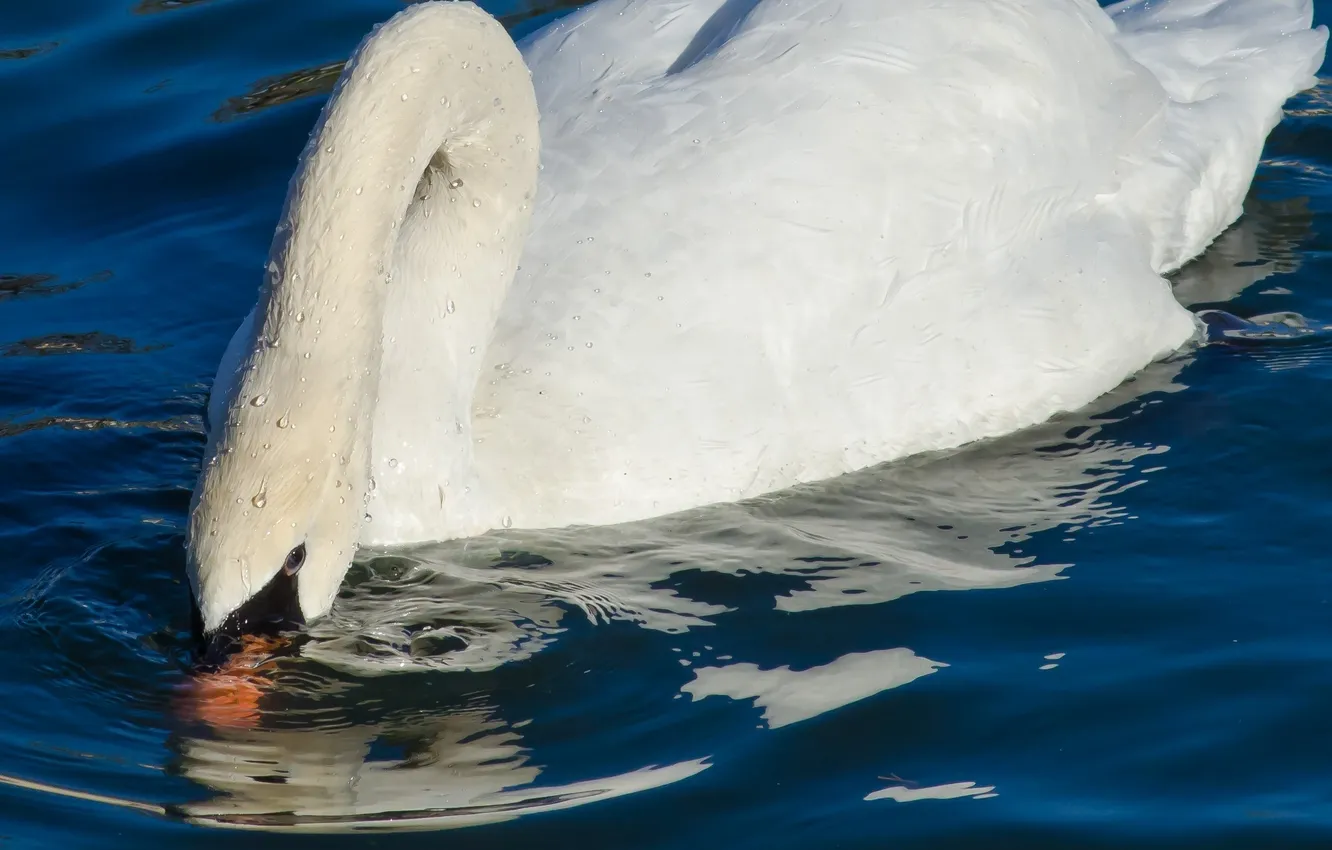 Photo wallpaper white, water, drops, grace, Swan