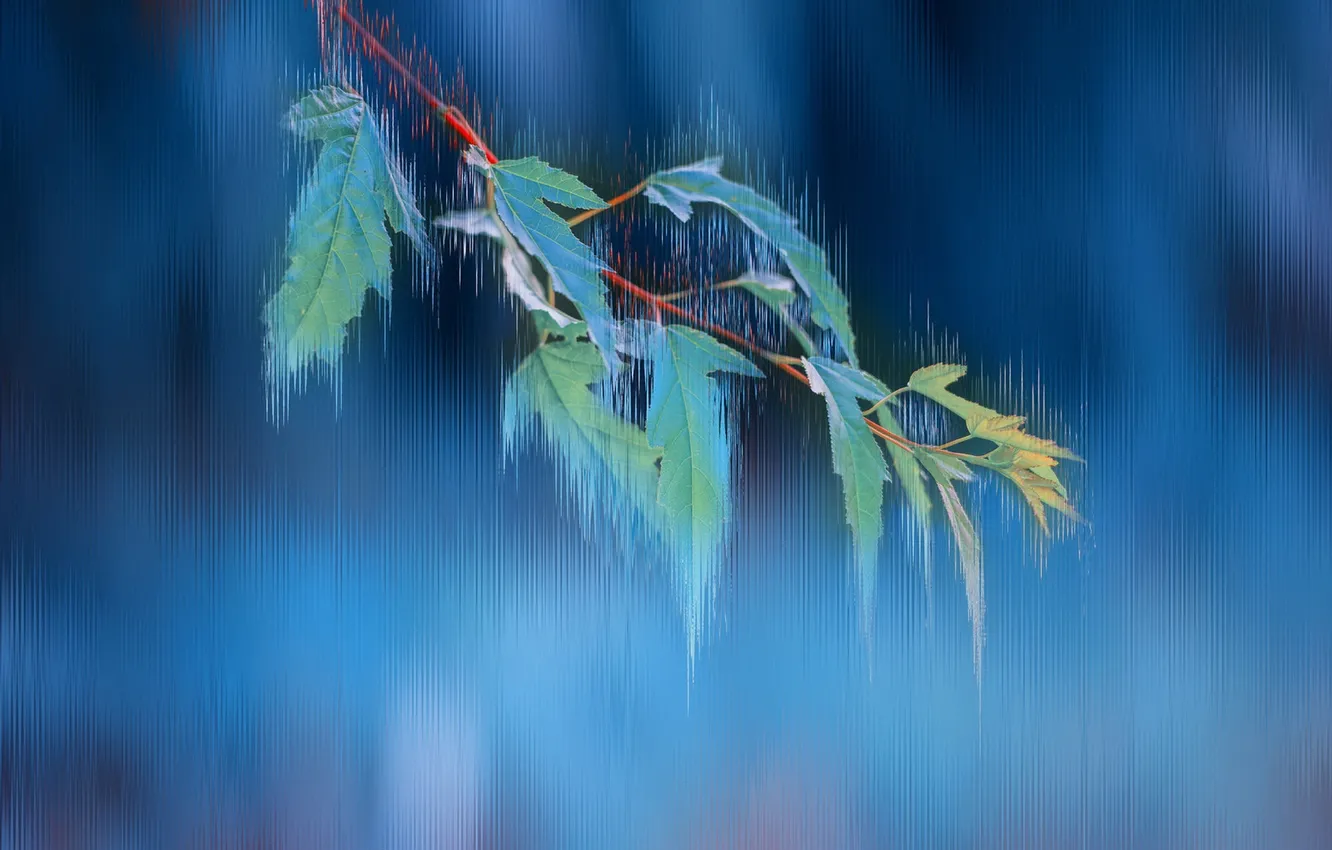 Photo wallpaper autumn, leaves, nature