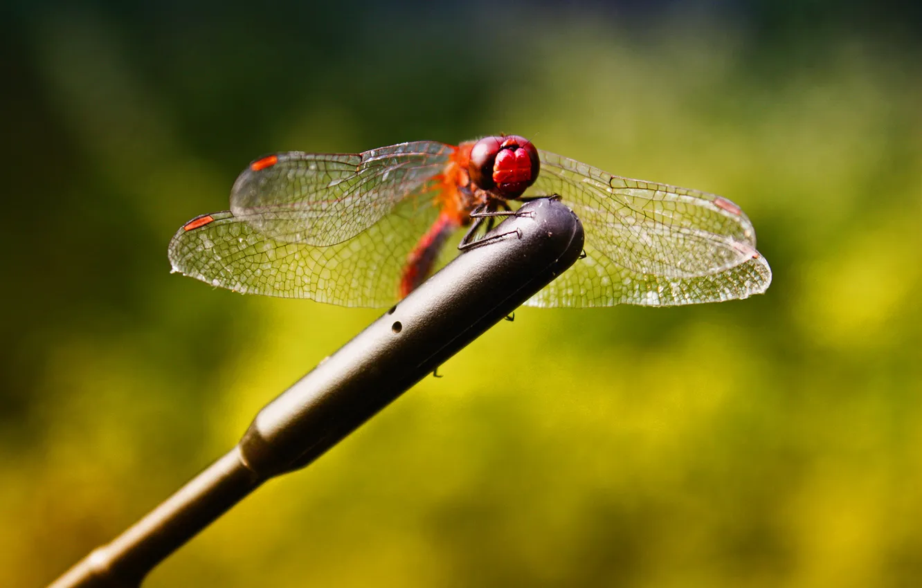 Photo wallpaper summer, macro, dragonfly, brightness