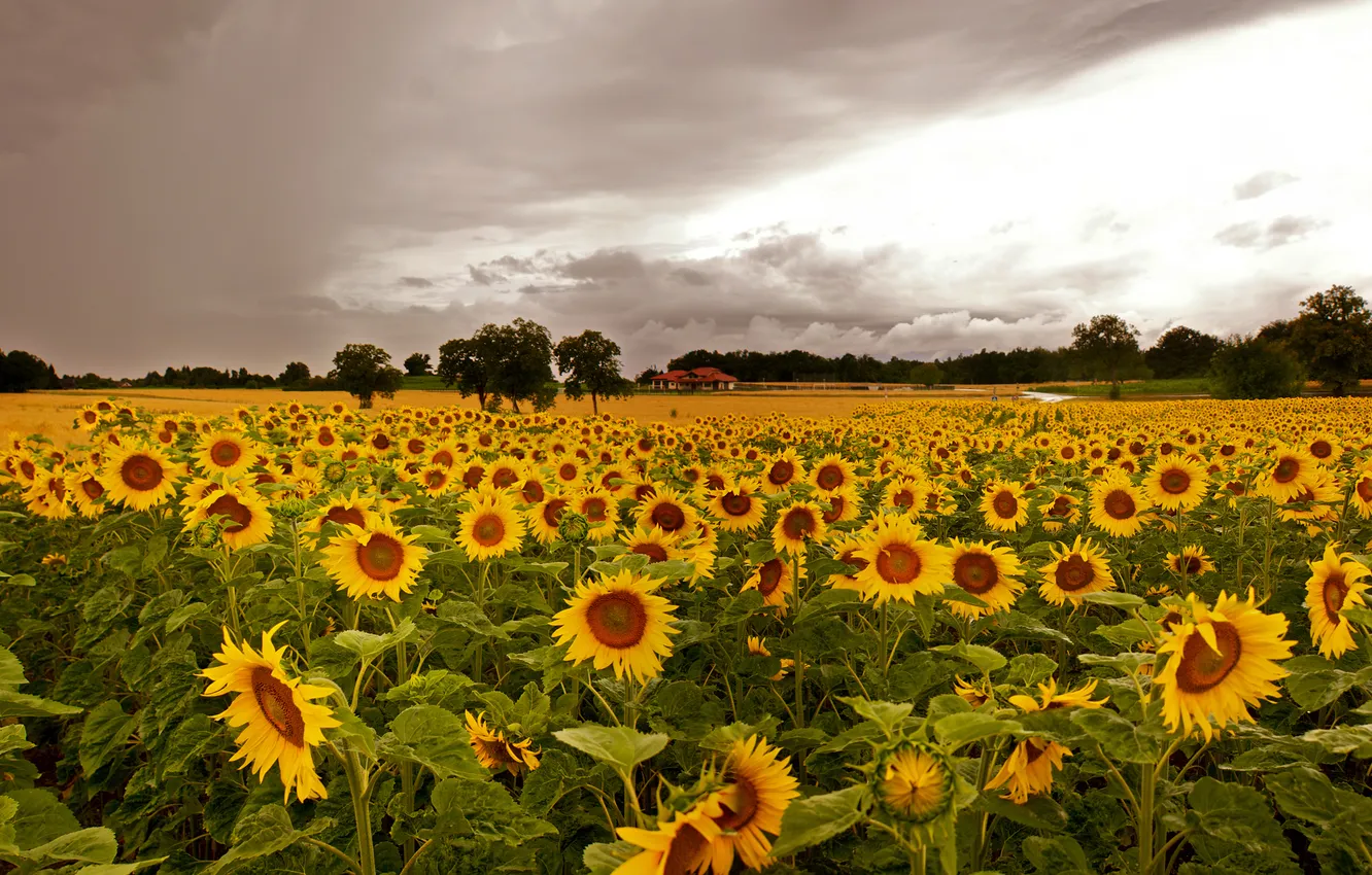 Photo wallpaper field, the sky, clouds, trees, sunflowers, clouds, home