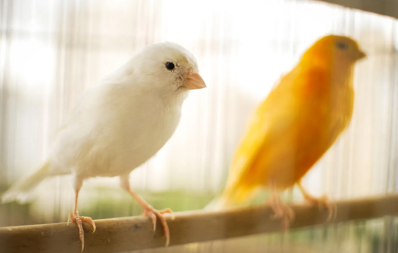 Photo wallpaper microsemi, beautiful, two birds