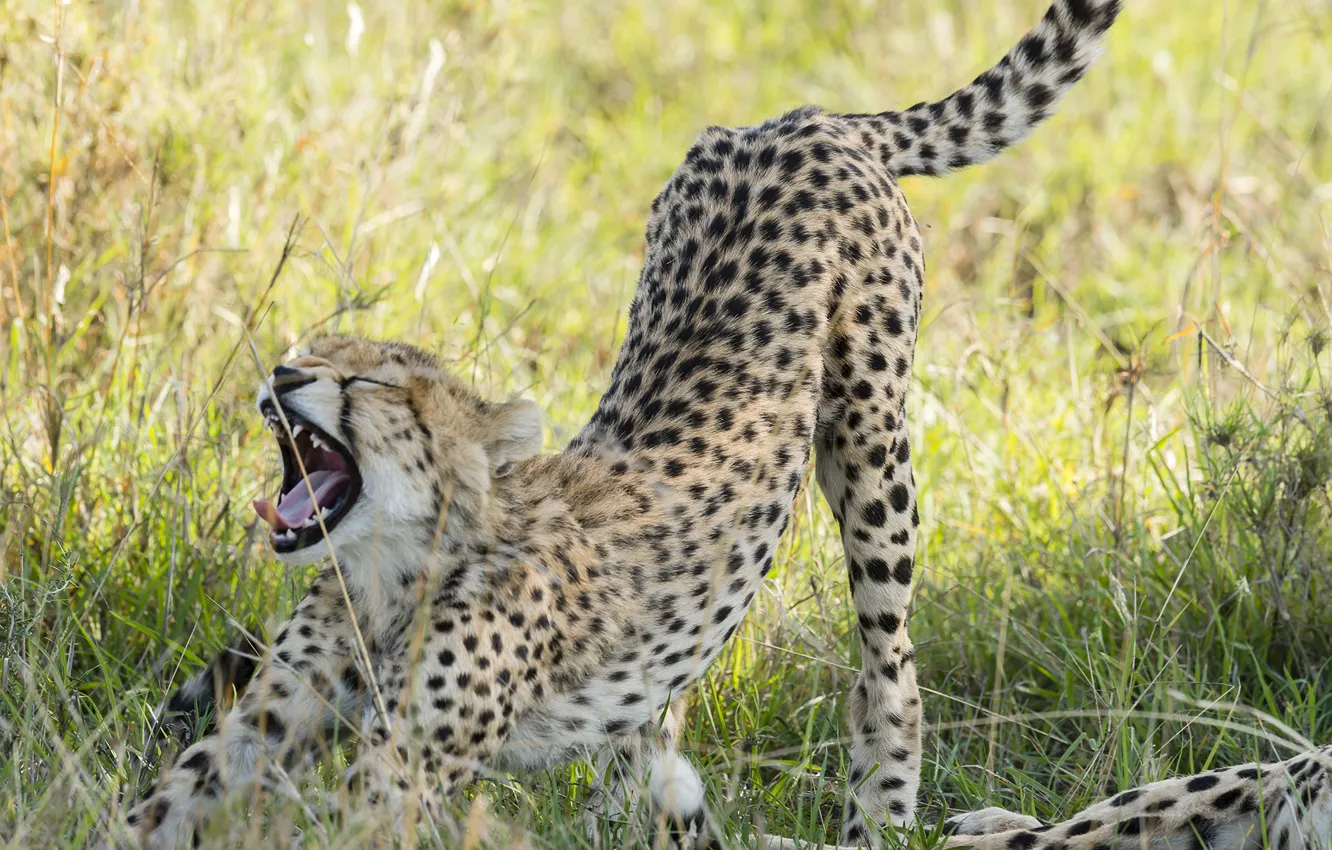 Photo wallpaper predator, Cheetah, Savannah, grin, kitty, stretches