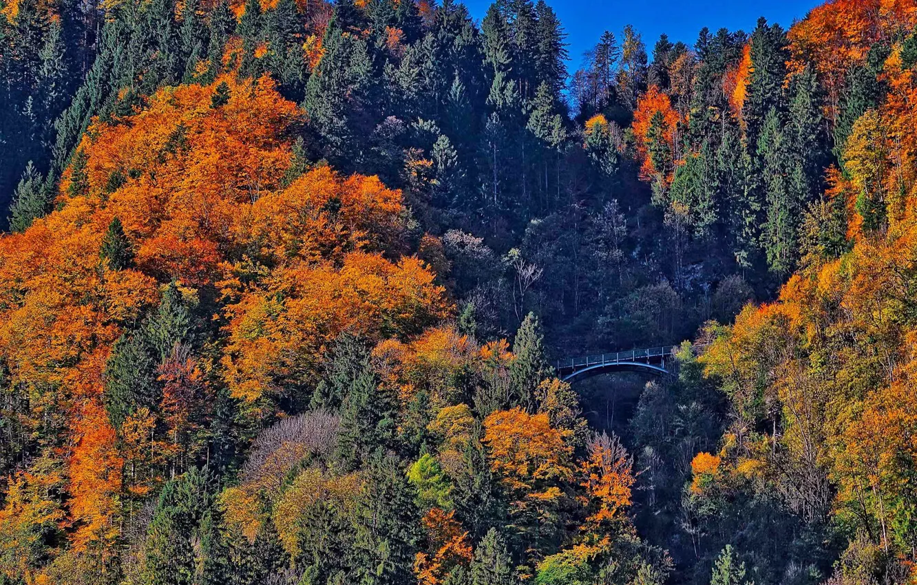 Photo wallpaper autumn, forest, trees, mountains, bridge