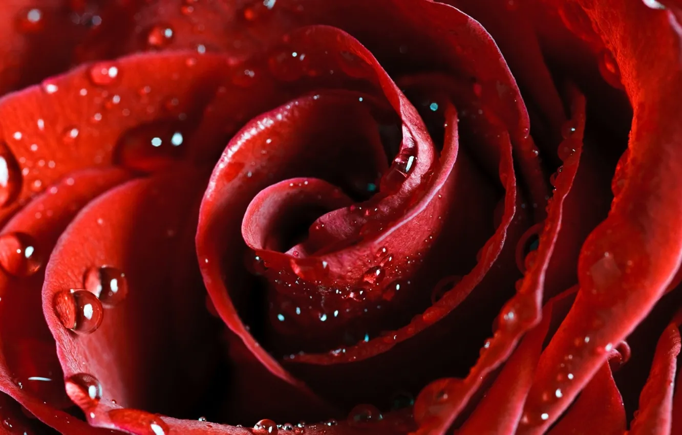 Photo wallpaper drops, flowers, red, Rosa, tenderness, roses, beauty, petals