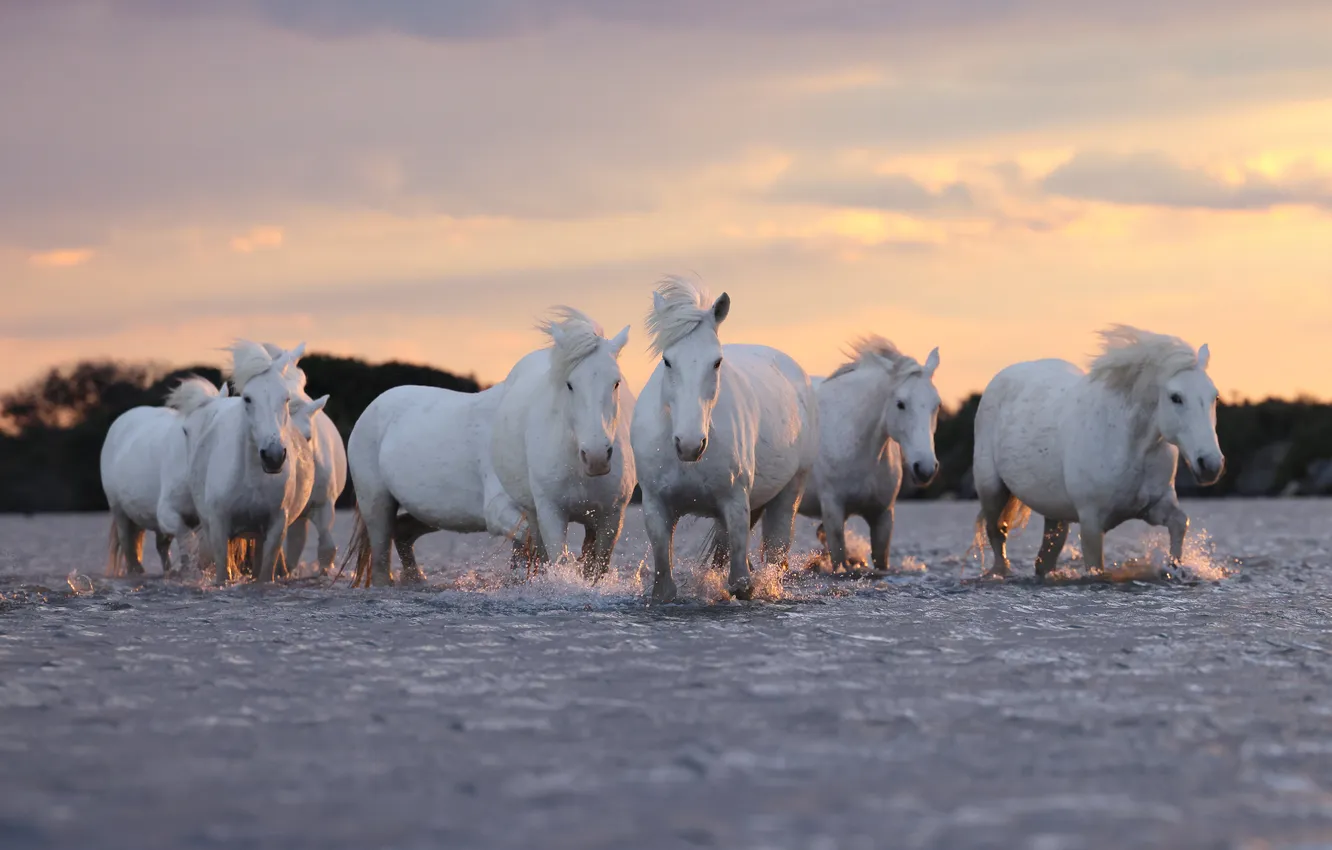Photo wallpaper the sky, clouds, light, horse, horse, white, the herd