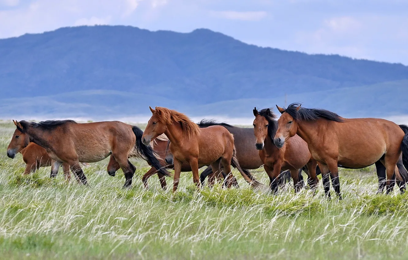 Photo wallpaper field, nature, horse