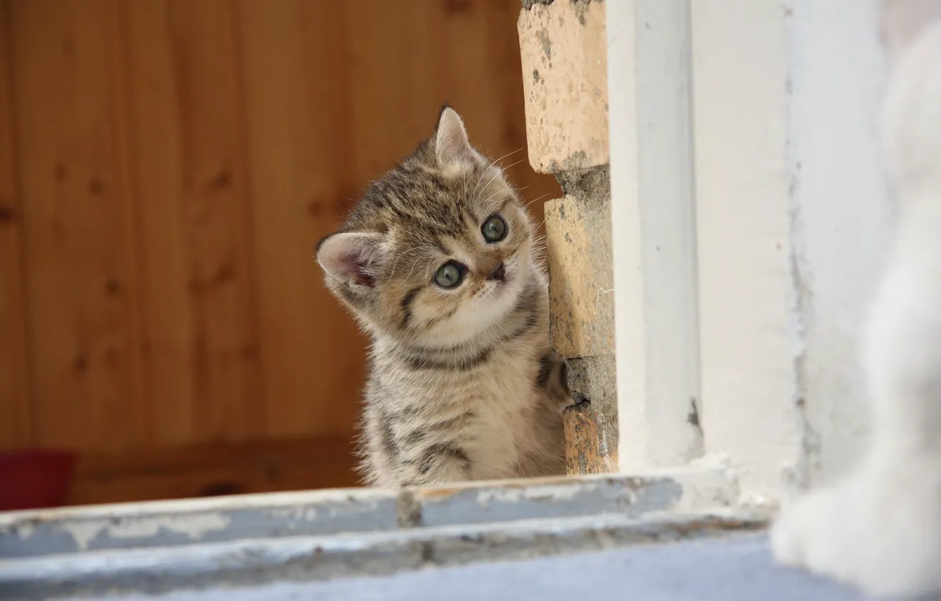 Photo wallpaper cat, cat, kitty