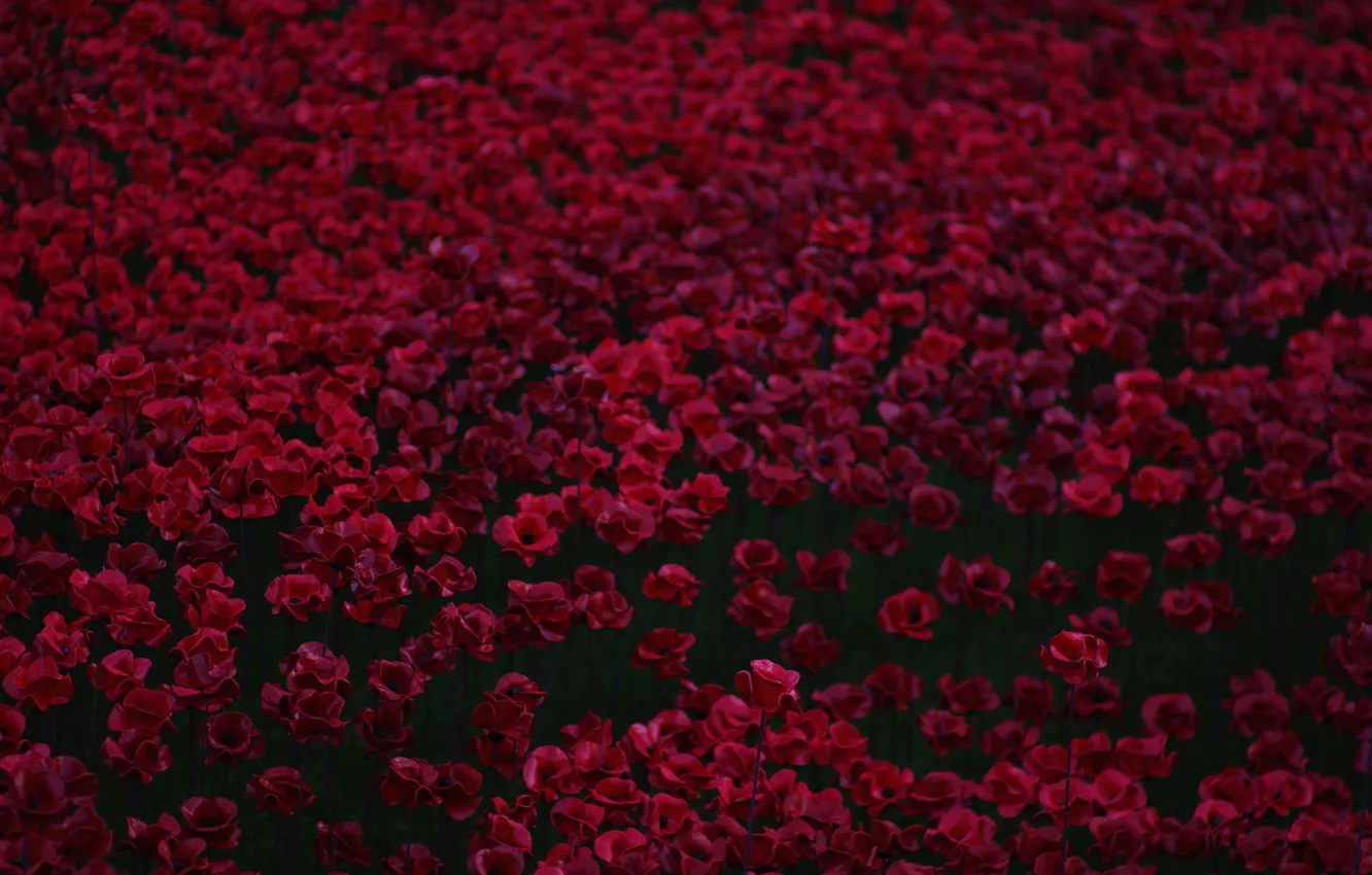 Photo wallpaper red, Maki, a lot