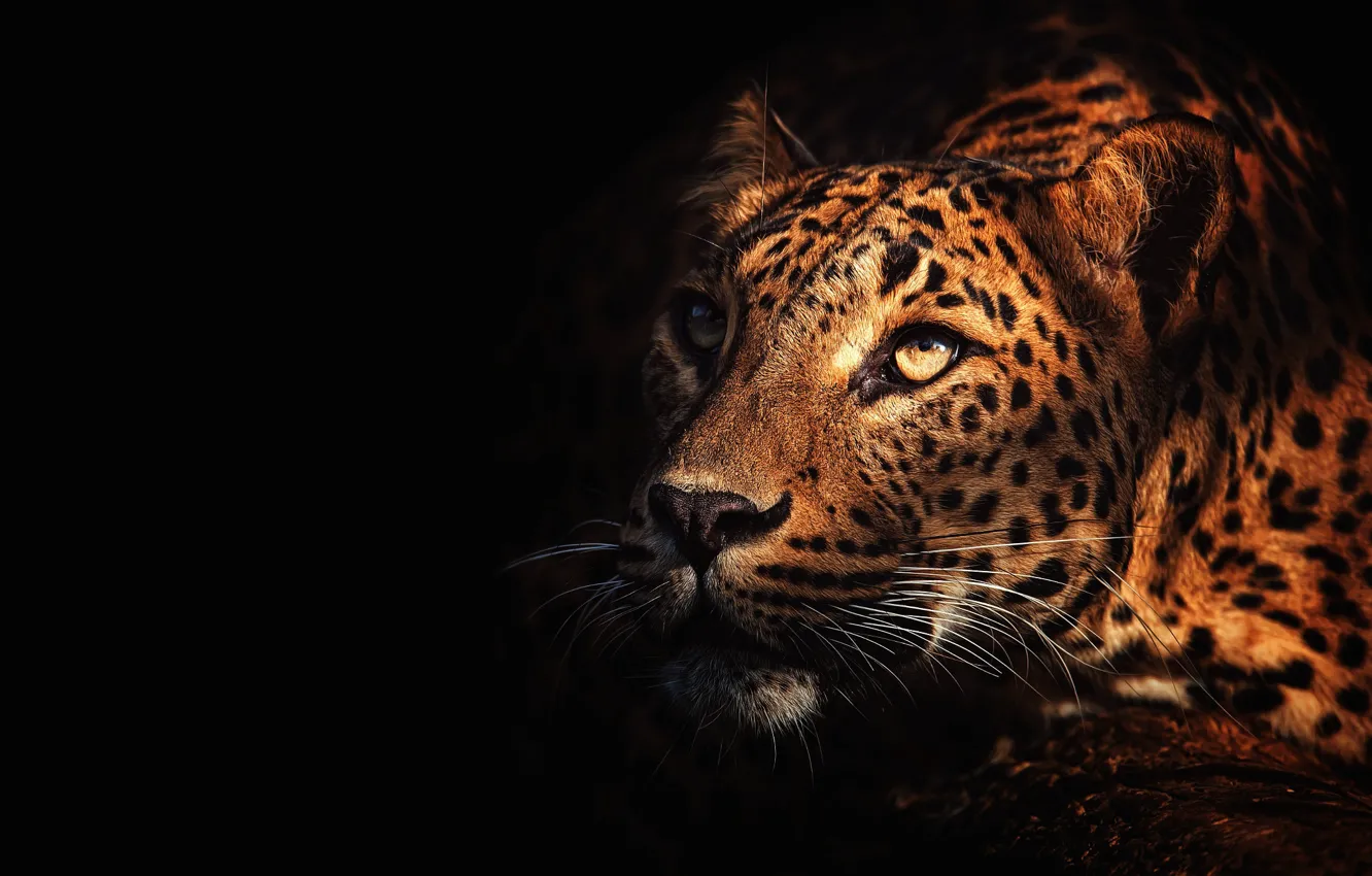 Photo wallpaper eyes, look, face, light, leopard, black background, looking up